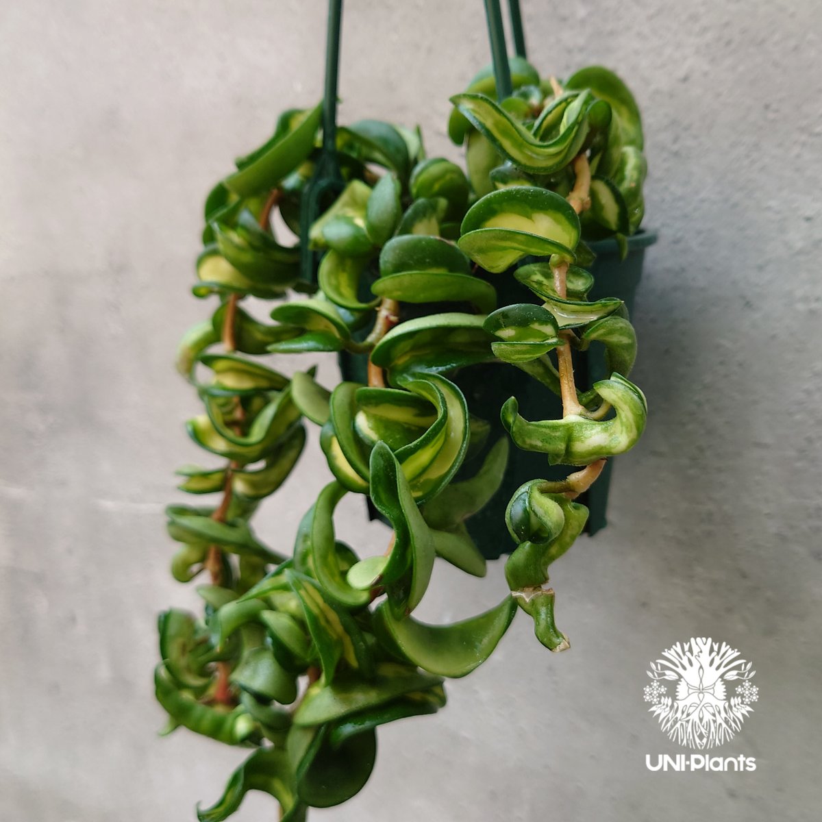 Hoya carnosa compacta variegated ホヤ カルノーサ コンパクタ