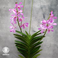 バンダ 洋蘭 Vanda orchid 大株 ラン 蘭 花が綺麗な洋ラン | UNI-Pla