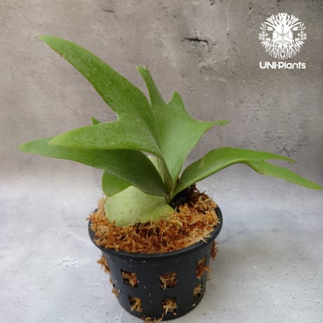 Platycerium willinckii white angel ビカクシダ ウィリンキー ホワイトエンジェル ビカクシダ コウモリラン ビカクシダポット