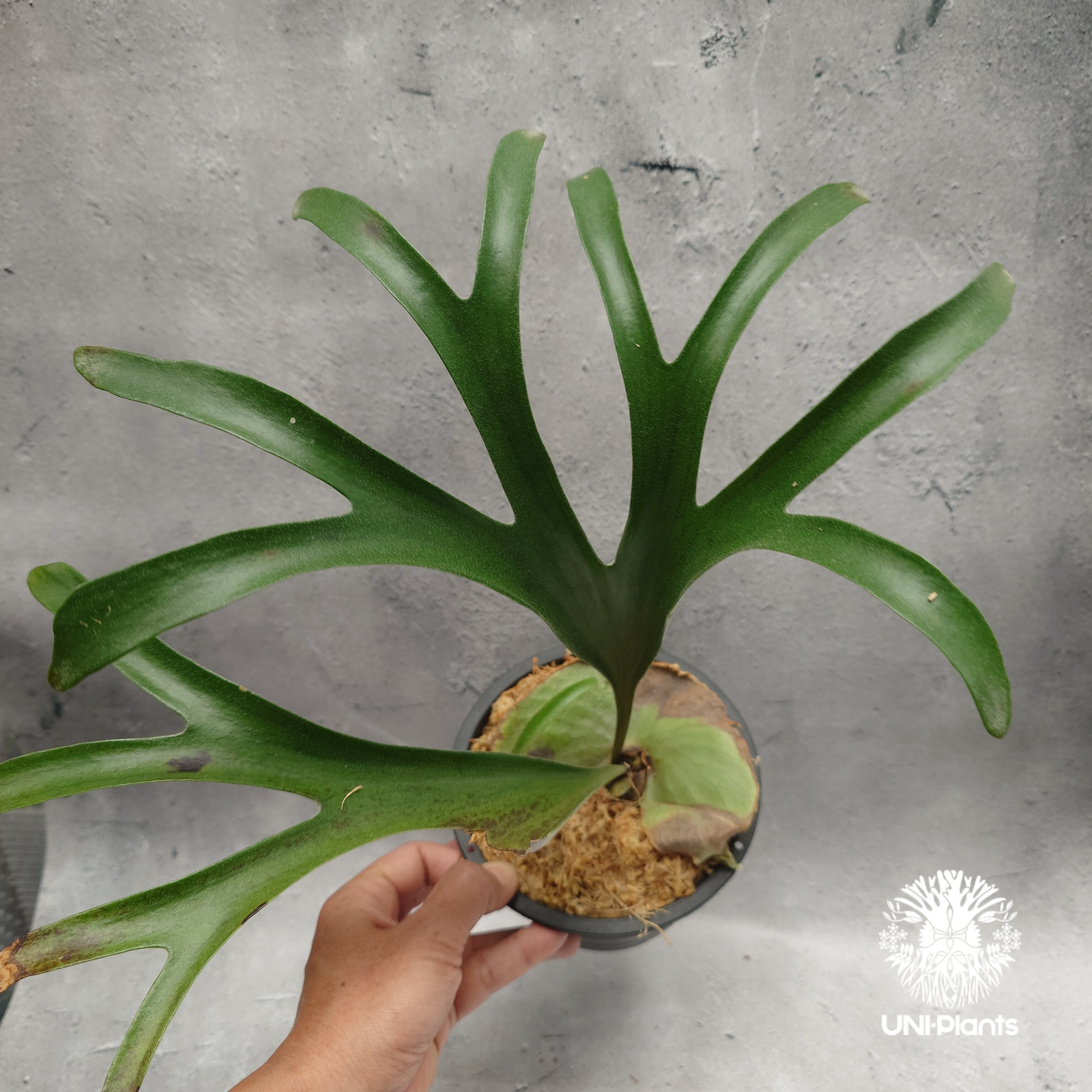 ビカクシダ　p.alcicolne madagascar アルマダ original
