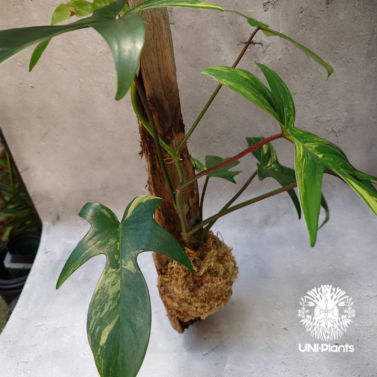Philodendron Florida beauty variegated 流木仕立 フィロ
