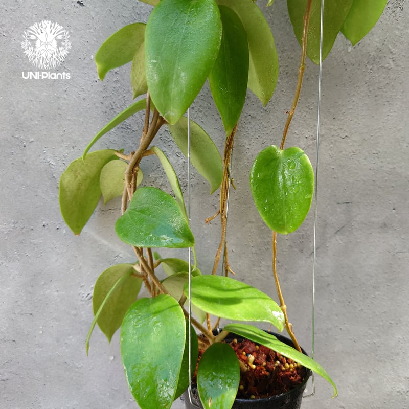 ホヤ アルドリッチ Hoya aldrichii ホヤ植物 サクララン