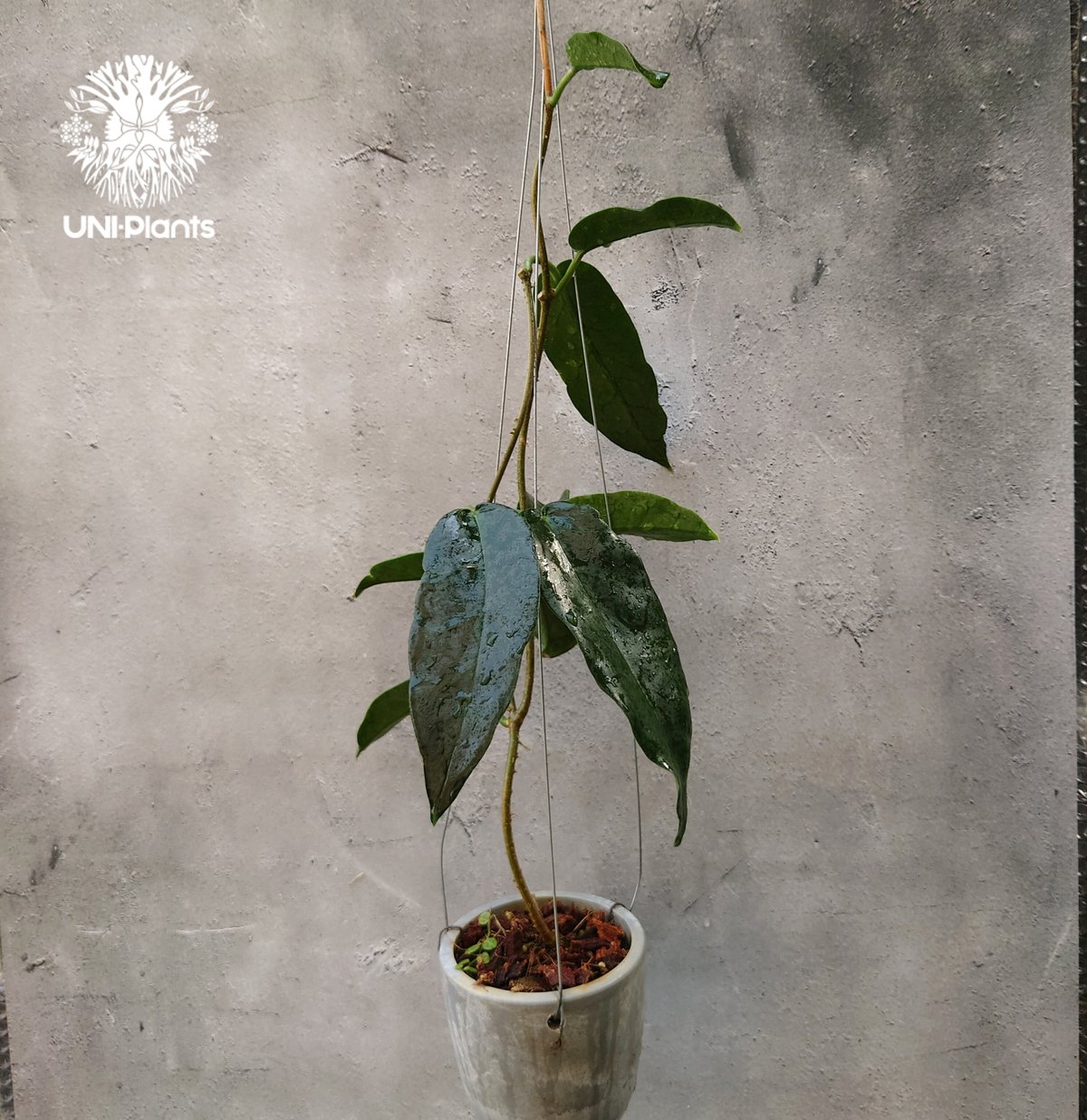 Hoya Seanie 希少 ホヤ植物 ホヤの花 珍しい つる性植物 ハンギング