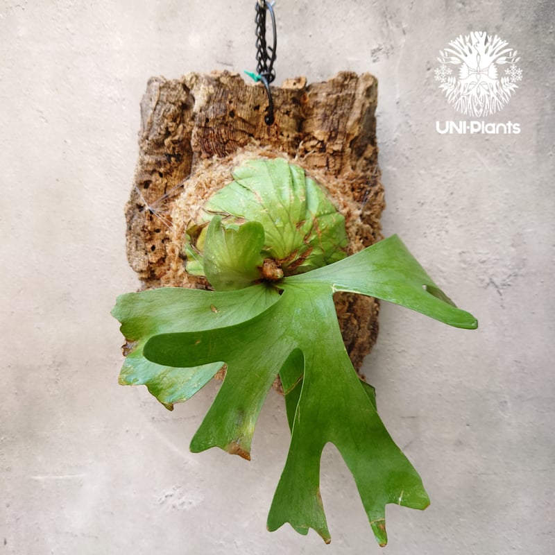 ザ・ファームセレクト]ビカクシダ（コウモリラン）：リドレイ