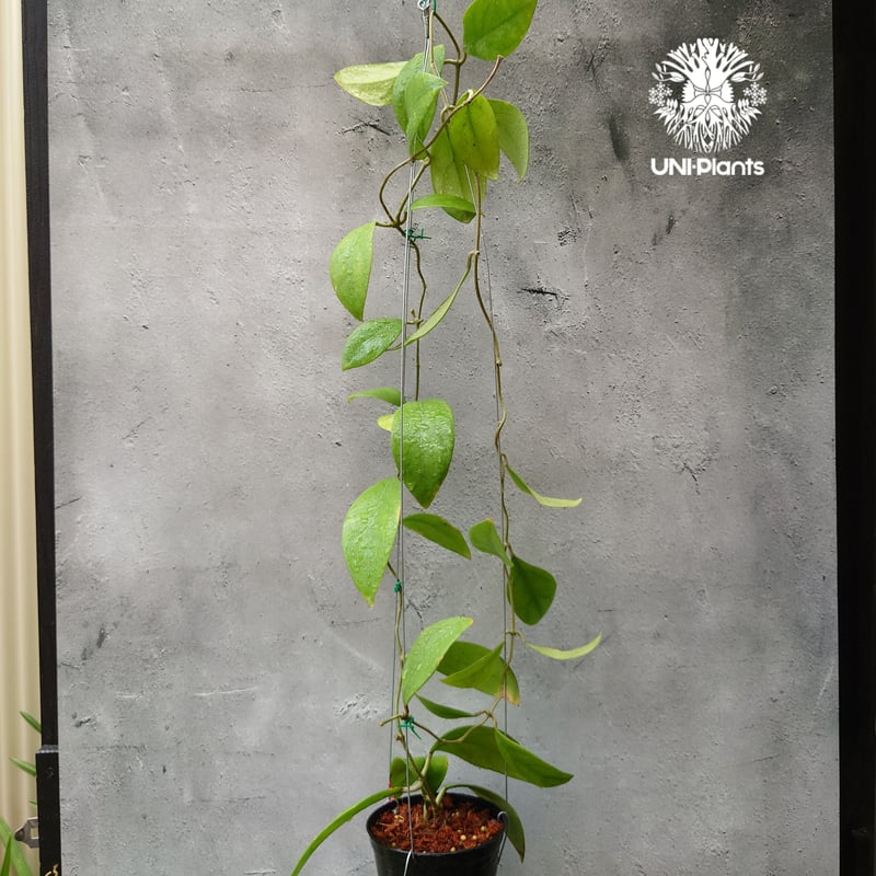 ホヤ　ミンドレンシス 植物販売】兵庫県宝塚市㈱陽春園植物場ネット販売 ホヤ