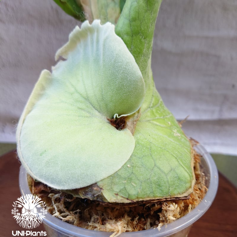コウモリラン 希少サイズ Amazon｜PURIZA 希少植物 ビカクシダ (コウモリラン) 板付け仕立て
