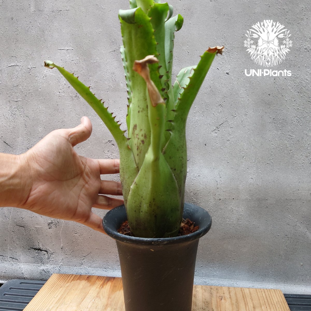 ブロメリア・エアープランツ Hohenbergia Magnispina ホヘンベルギア マグニスピナ Hohenbergia magnispina ホヘンベルギア