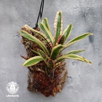 Neoregelia Red Bull ネオレゲリア レッドブル ネオレゲリア Neoregelia ブロメリア科ネオレゲリア属 着生コルクアレンジ