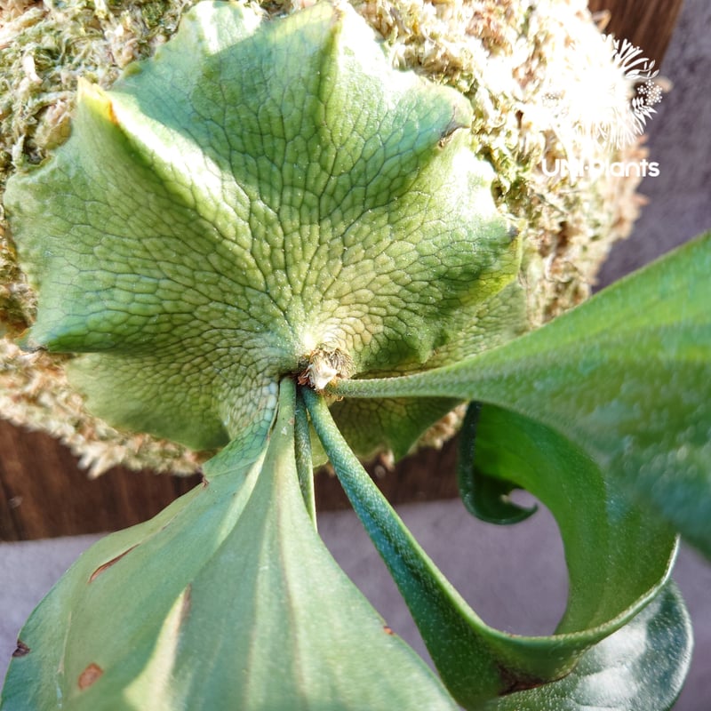 初入荷! ビカクシダ ヒリードラゴン Platycerium hillii cv