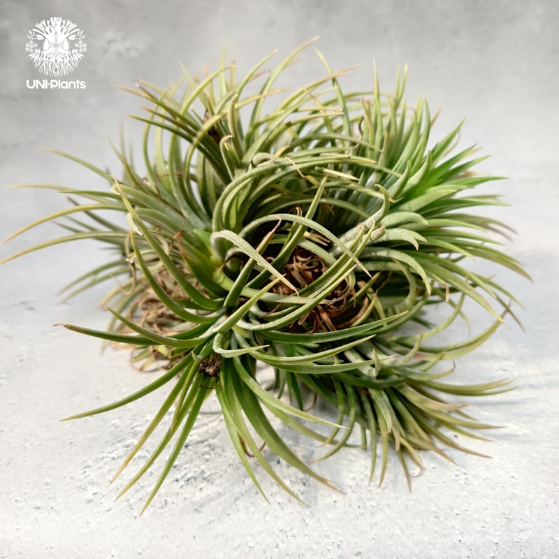 Tillandsia ionantha crested イオナンタ チランジア Tillandsia Ionantha (M) チランジア・イオナンタ Tillandsia