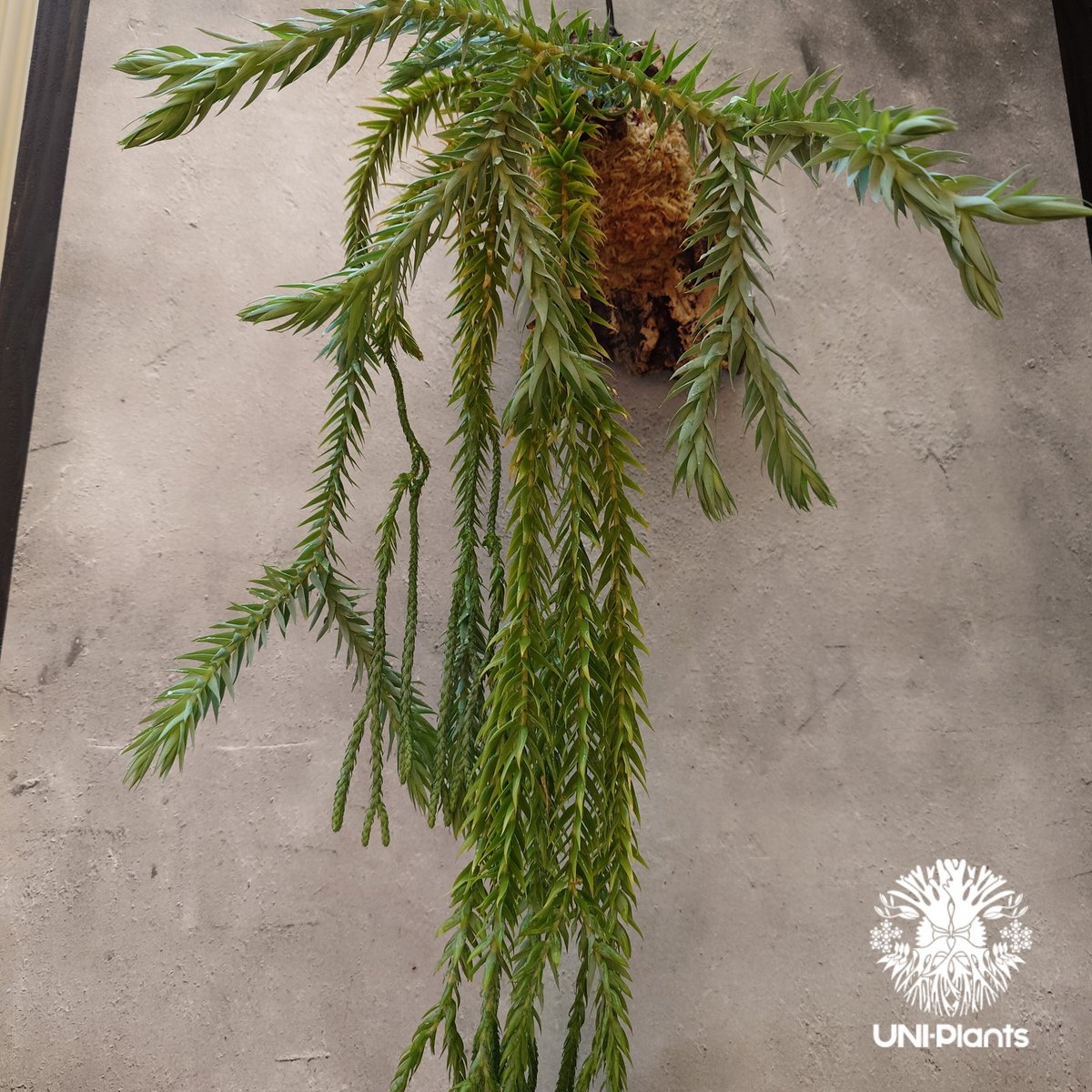 Phlegmariurus goebelii (=Huperzia goebelii) フレグ