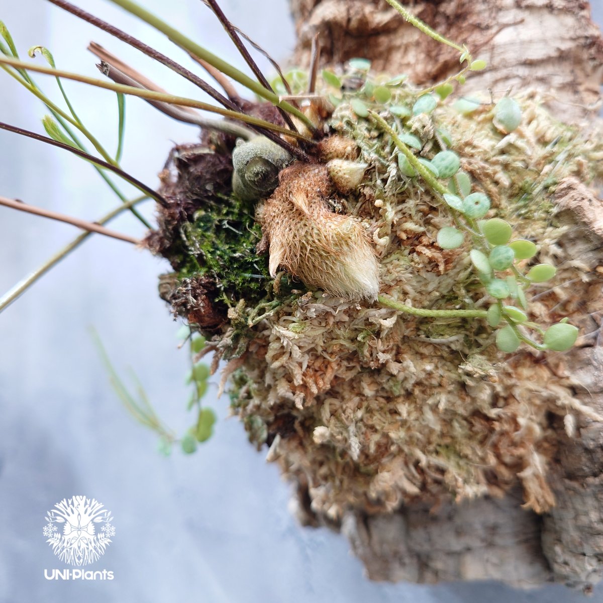 ドリナリア　リギュドラ　ホワイティ E103 Drynaria rigidula `whitei ドリナリア·リギデュラ'ホワイティ