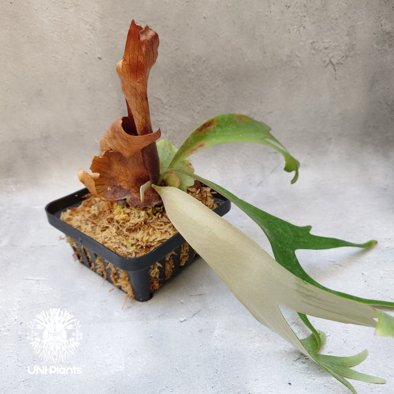 Platycerium willinckii Unknown #2 ビカクシダ ウィリンキー