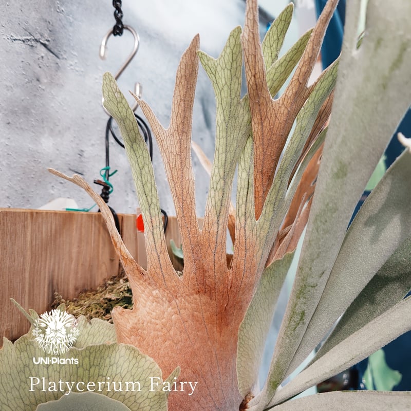 タイ直輸入・国内繁殖株】Platycerium Fairy | ビカクシダ ｜ビカクシダ