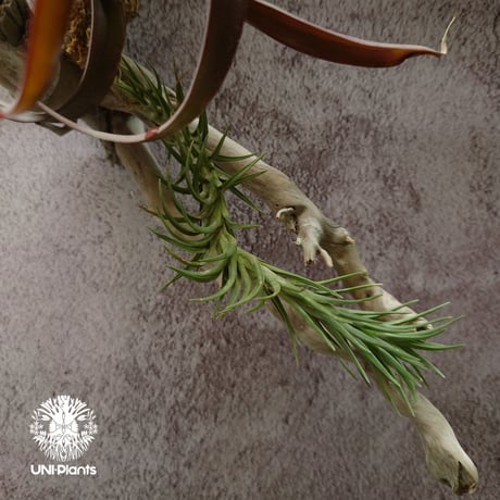 Tillandsia capitata “Marron” with Araujei ティランジア チランジア・カピタータ・マロン With アラウジェイ 珍奇植物 植物 エアプランツ ブロメリア