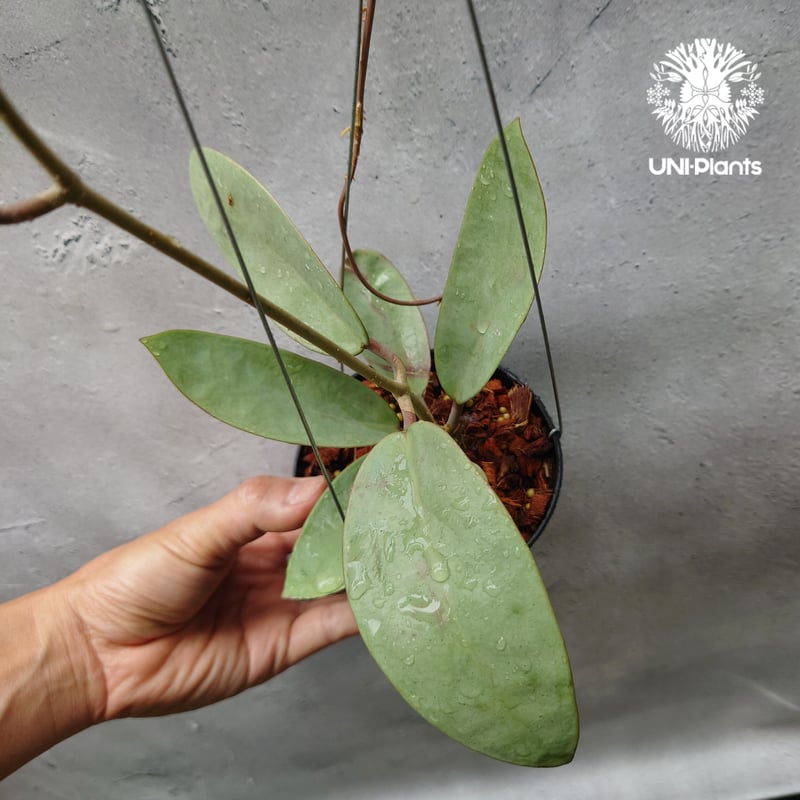 Hoya Silver dollar ホヤ シルバー ダラー ホヤ 希少 ホヤ植物