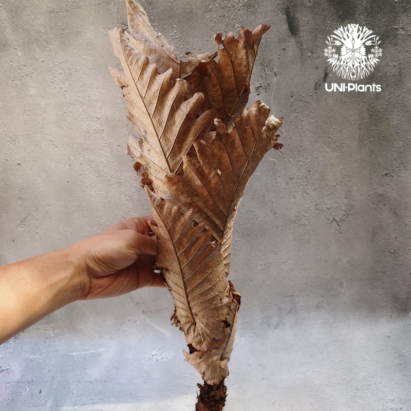 ドリナリア　クエルシフォリア　群生 Drynaria quercifolia ドリナリア クエルシフォリア 群生 観葉