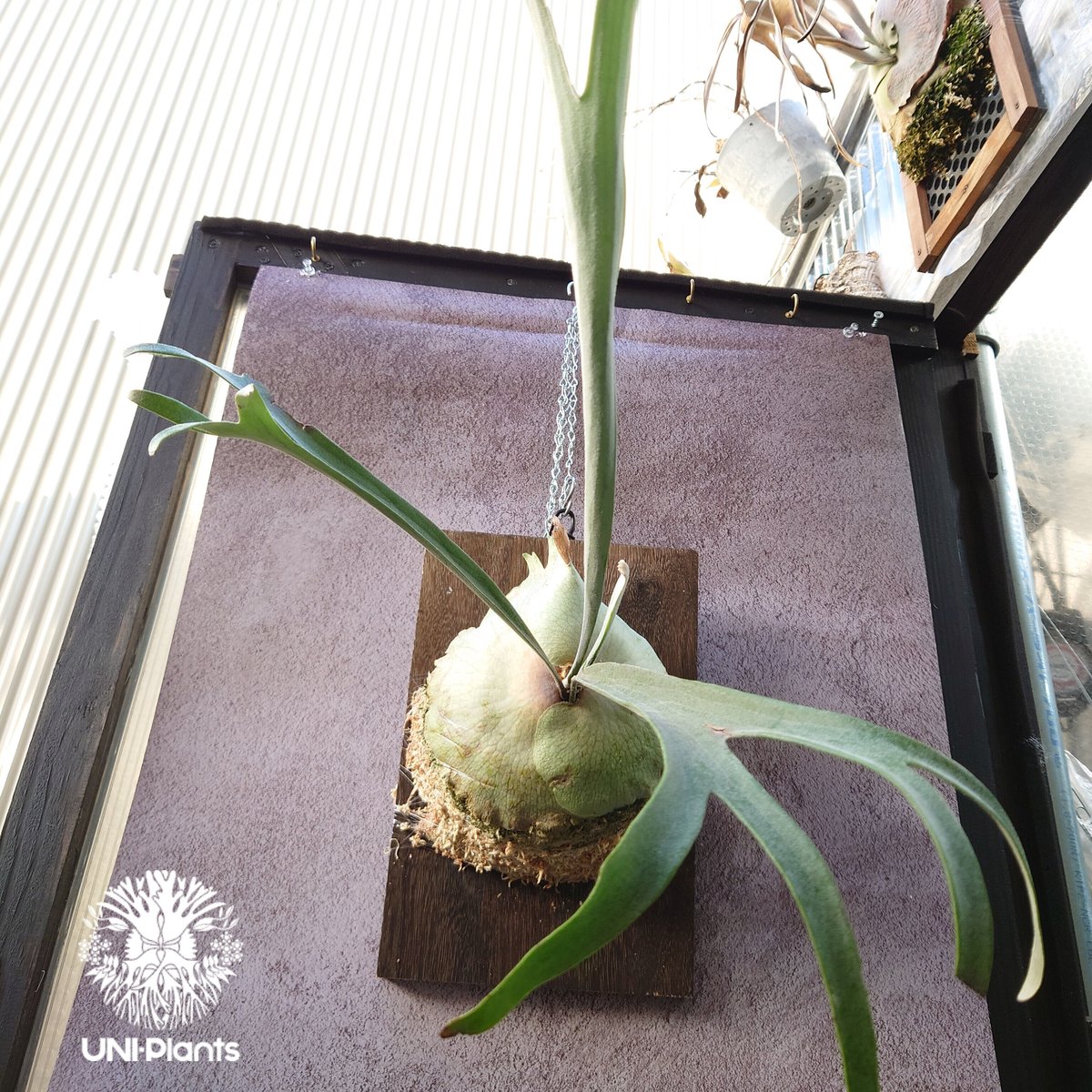 初入荷! ビカクシダ レモイネイ Platycerium veitchii 'Lemoine 初入荷! ビカクシダ レモイネイ Platycerium veitchii 'Lemoine