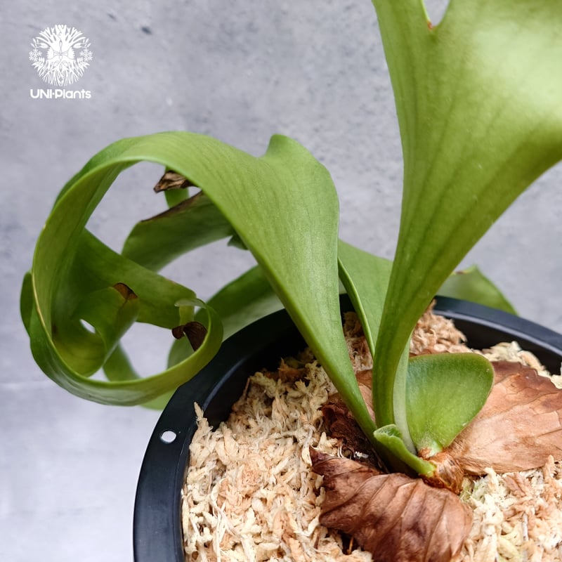 Platycerium coronarium ' Lesasha ' ビカクシダ コロナリウム