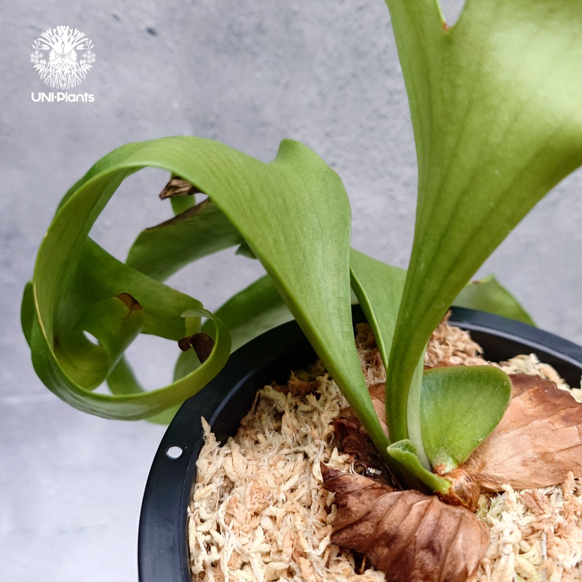 希少種P. coronarium 'Lesasha' ２　コロナリウム　レサシャ 希少種P. coronarium 'Lesasha' 2 コロナリウム レサシャ