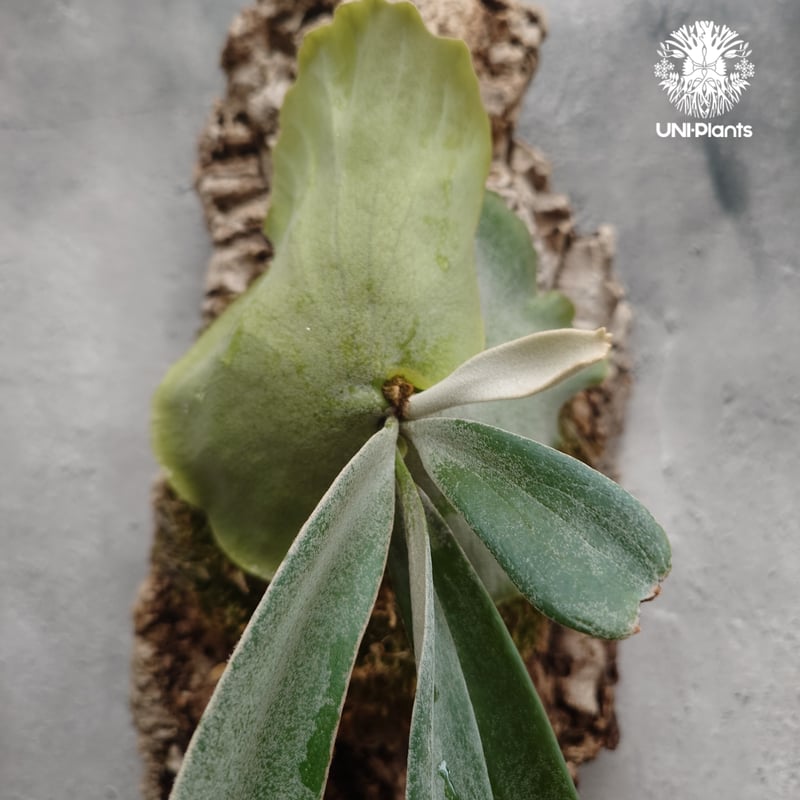 ビカクシダ ウィリンキーcv.インドネシア Platycerium willinckii cv