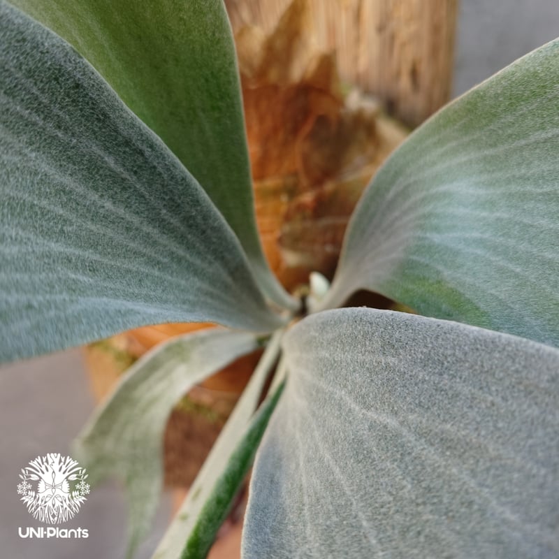 Platycerium willinckii cv.Griffin (pup) ビカクシダ ウ