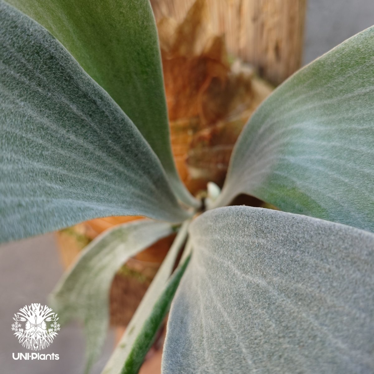 Platycerium willinckii cv.Griffin (pup) ビカクシダ ウ