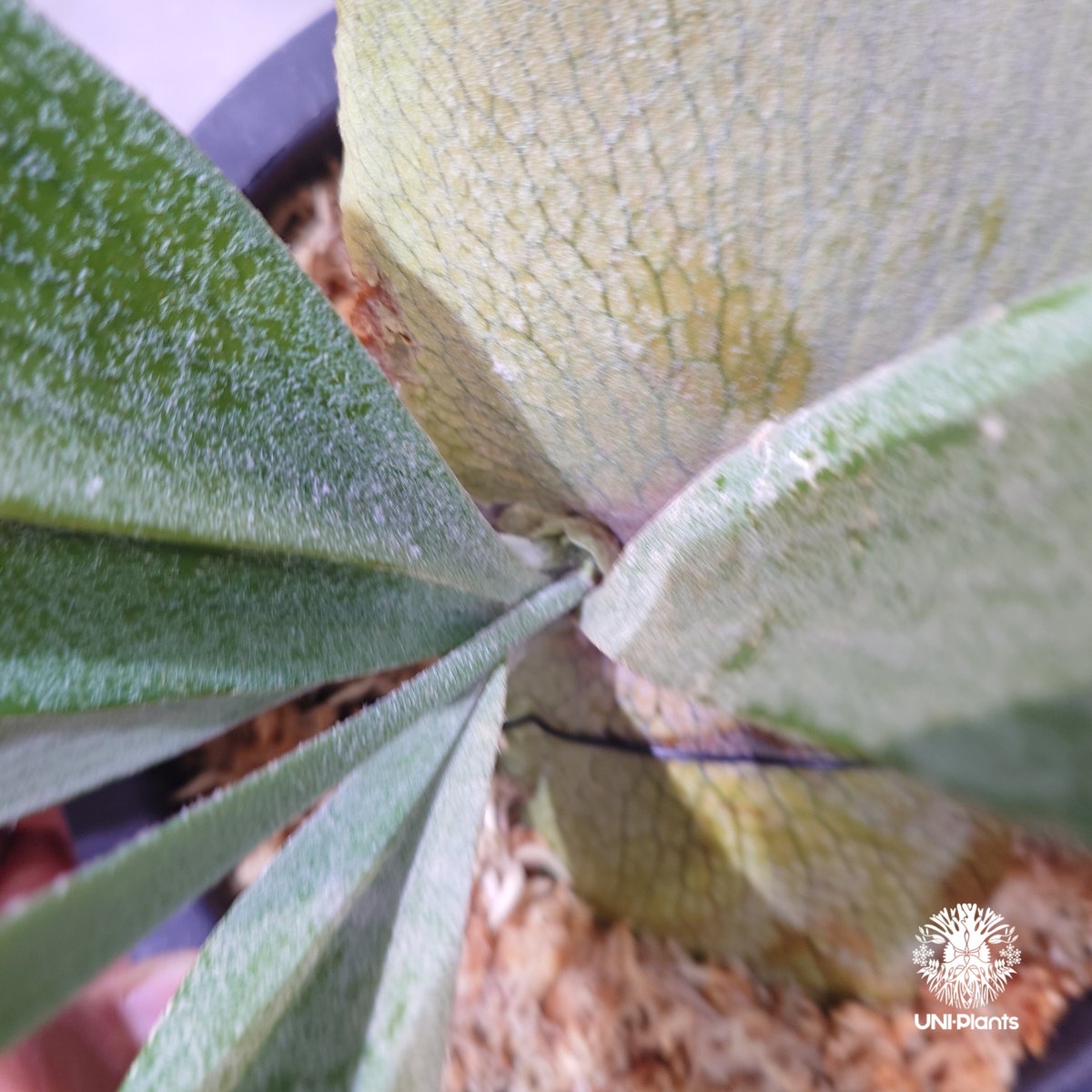国内繁殖株・一点物】Platycerium bifurcatum 'white' ｜ビカ