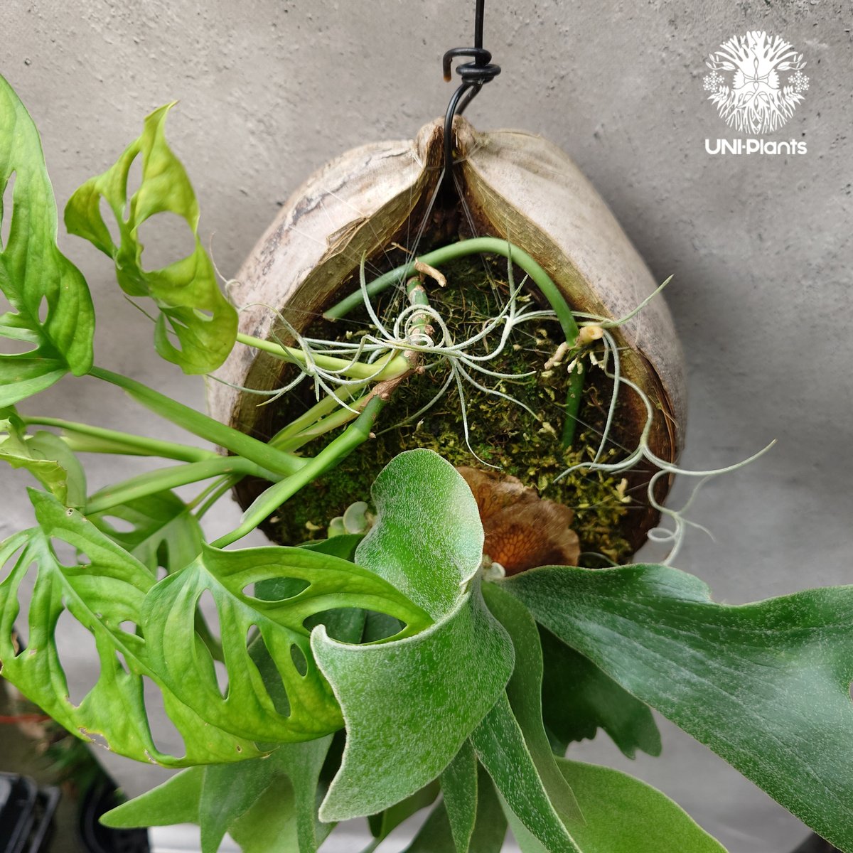 ビカクシダ 4品種セット 【公式通販】