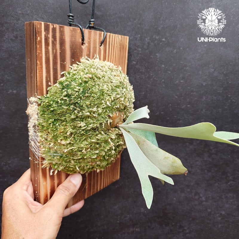 Platycerium Willinckii dwarf Tatsuta, P. Pegasu