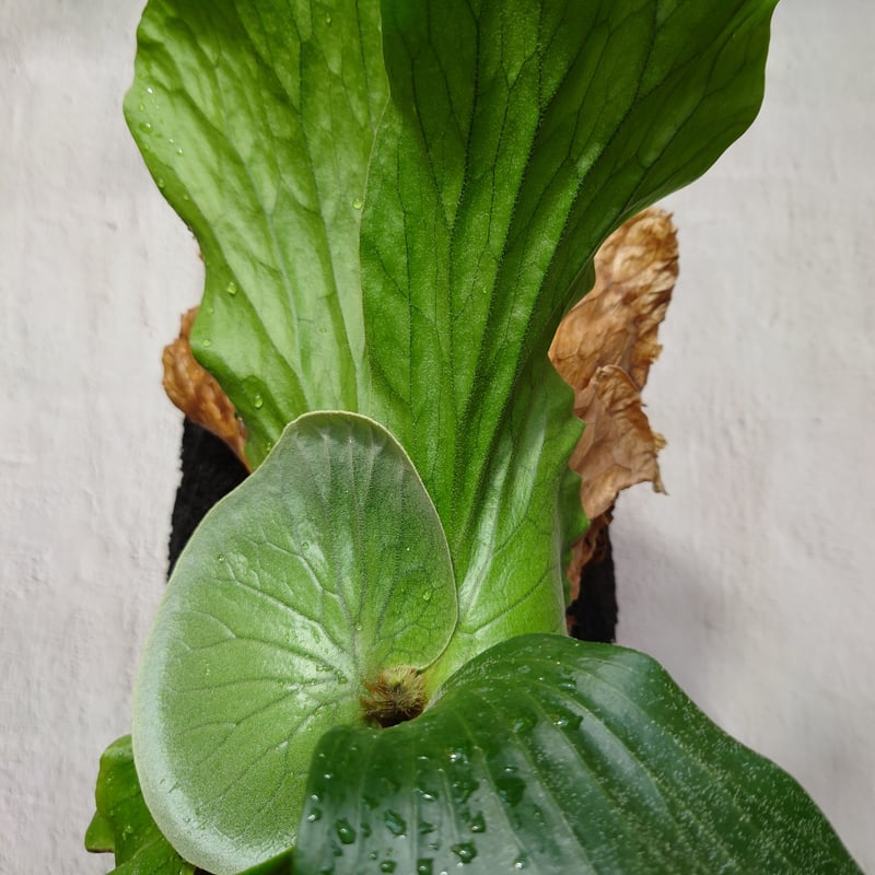 ビカクシダ エレファントティス Platycerium elephantotis ヘゴ