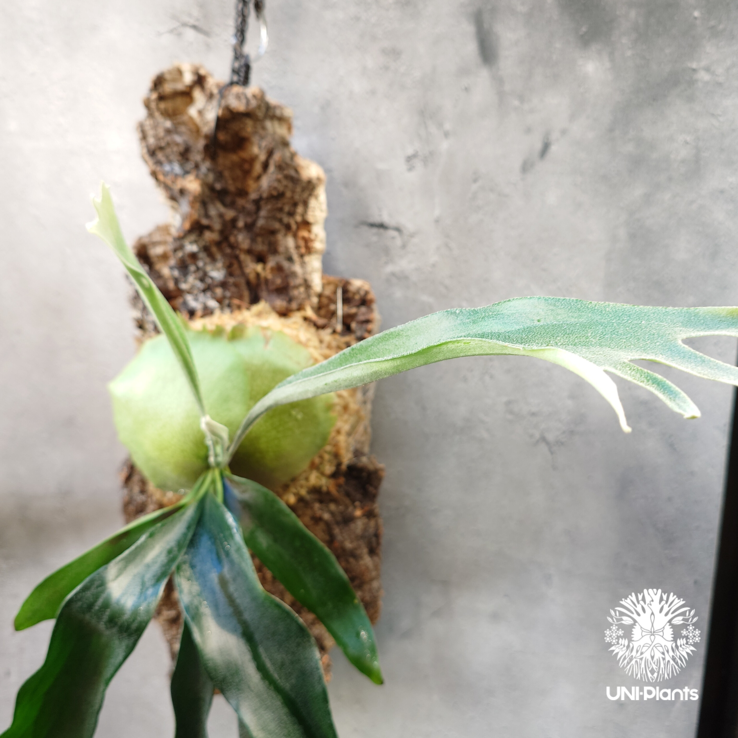 Platycerium Rydeen ビカクシダ ライディーン ビカクシダ コウモリラン
