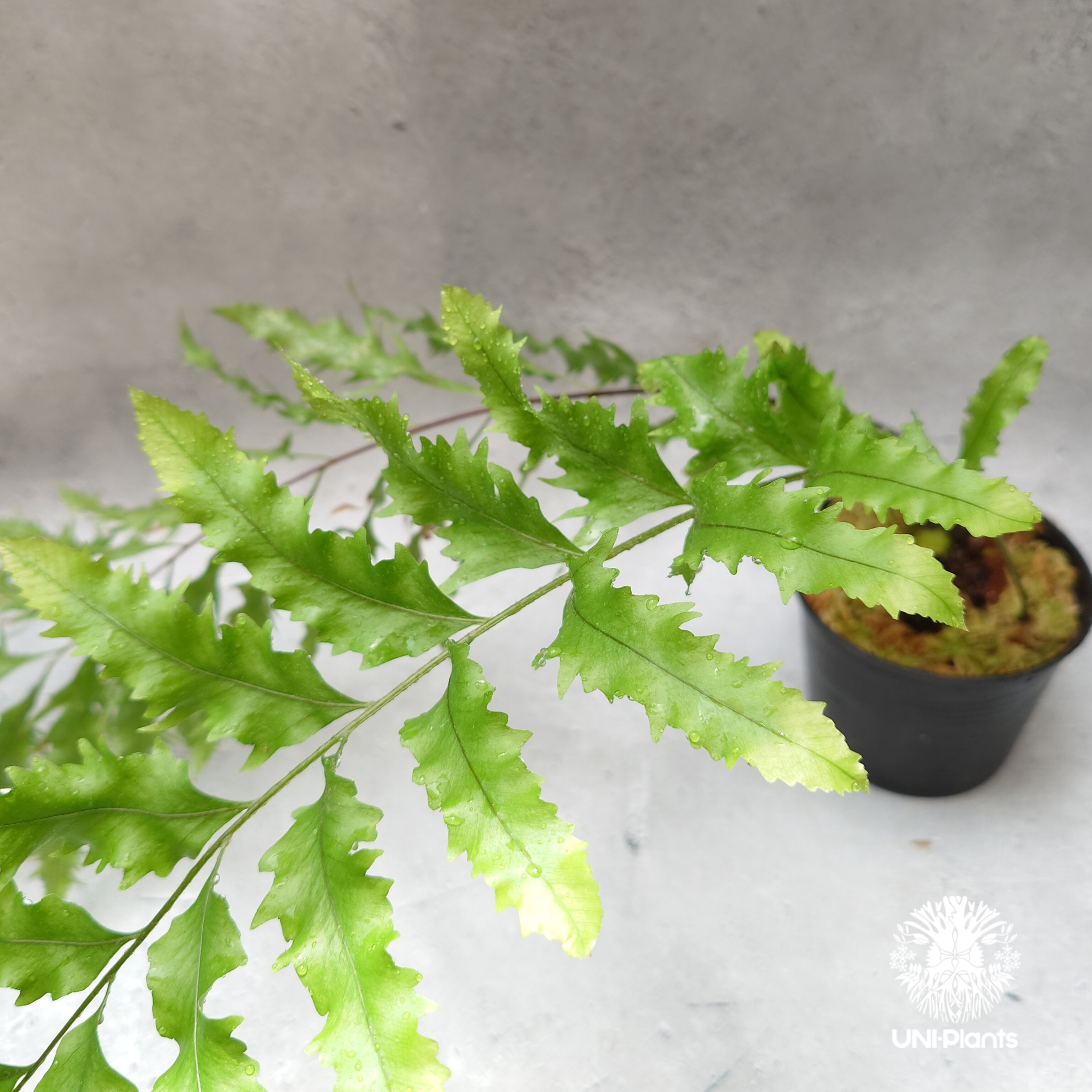 Drynaria rigidula `whitei' ドリナリア·リギデュラ'ホワイティ' 観