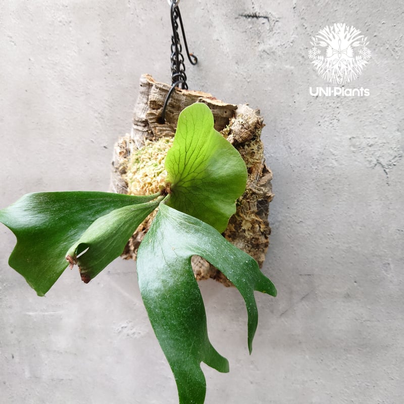 ビカクシダ ステマリア Platycerium stemaria コウモリラン ビカクシダ