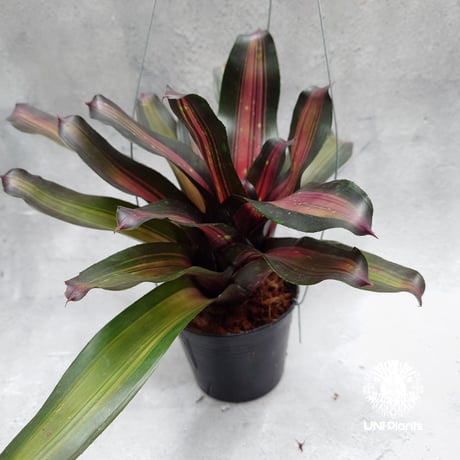 Neoregelia Margaret ネオレゲリア マーガレット Neoregelia ブロメリア  Bromeliad ブロメリア科ネオレゲリア属