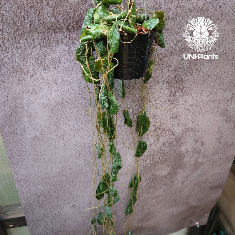 全長1m超え! Hoya Imbricata ホヤ インブリカータ ホヤ植物 全長1m超え! Hoya Imbricata ホヤ インブリカータ ホヤ植物