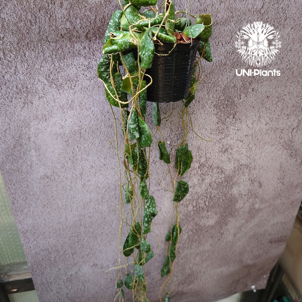 全長1m超え! Hoya Imbricata ホヤ インブリカータ ホヤ植物 インテリ