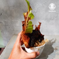 【タイ直輸入・ドリナリア】Drynaria sp. " Big "  |  ドリナリア sp. " ビッグ " |  ドリナリア｜Drynaria｜シダ植物