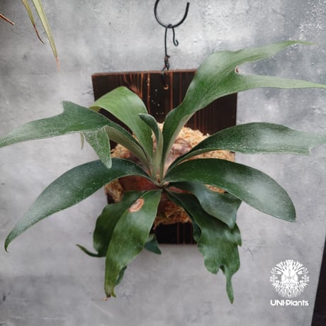 ビカクシダ板付 | STORES