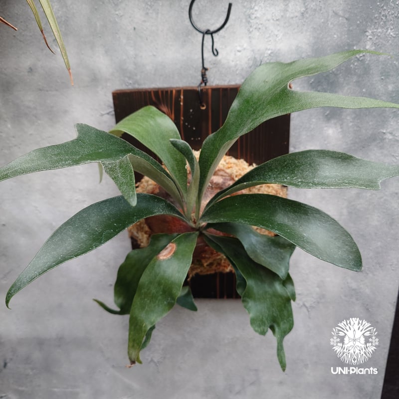 Platycerium sp.(spore) ビカクシダ 品種不明 ビカクシダ子株 シダ植物