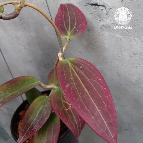 Hoya Potsii borneo red leaves ホヤ ポティシィ  ボルネオ ホヤ植物 ホヤの花 Hoya plants 希少 レア つる性植物