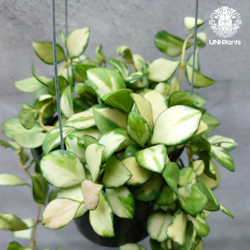ホヤ ヘウスケリアナ バリエガータ Hoya Heuschkeliana variegata