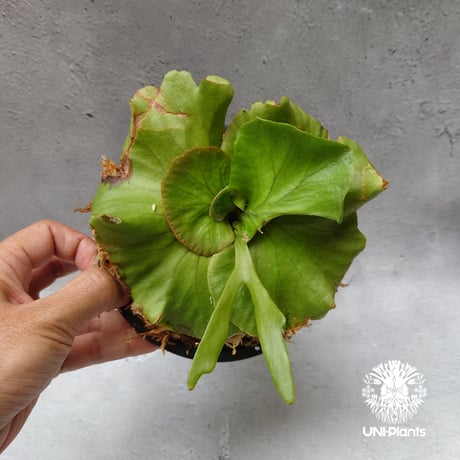 七夕セール　ビカクシダ　３種セット② 2025年最新】Yahoo!オークション -ビカクシダ(花、園芸)の中古品