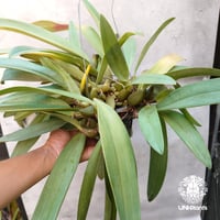 Bulbophyllum cruentum x phalaenopsis バルボフィラム クルエンタム×ファレノプシス 着生蘭 着生ラン orchid 洋蘭 着生植物 インテリア植物 ハンキング植物