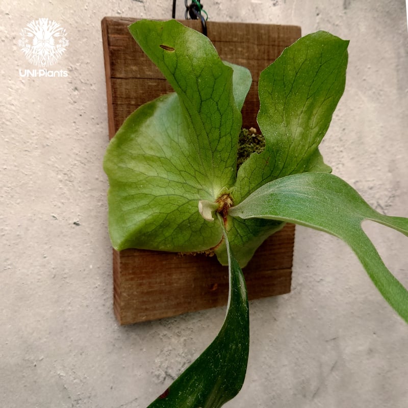 親株　P. Stemaria 原種 観葉植物 親株 P. Stemaria 原種