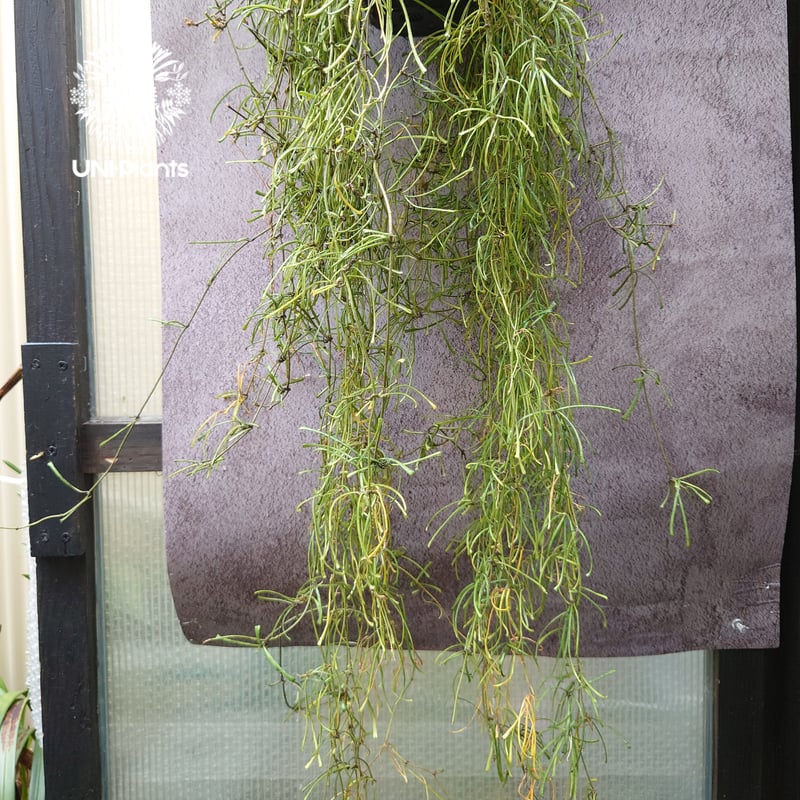 Hoya Retusa ホヤ レツーサ ボリュームビックサイズ!! ホヤ 植物 ホヤ