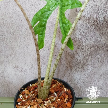 Alocasia jacklyn アロカシア ジャクリン アロカシアジャックリン 観葉植物 珍奇植物  希少 珍しい インテリア植物 アロイド