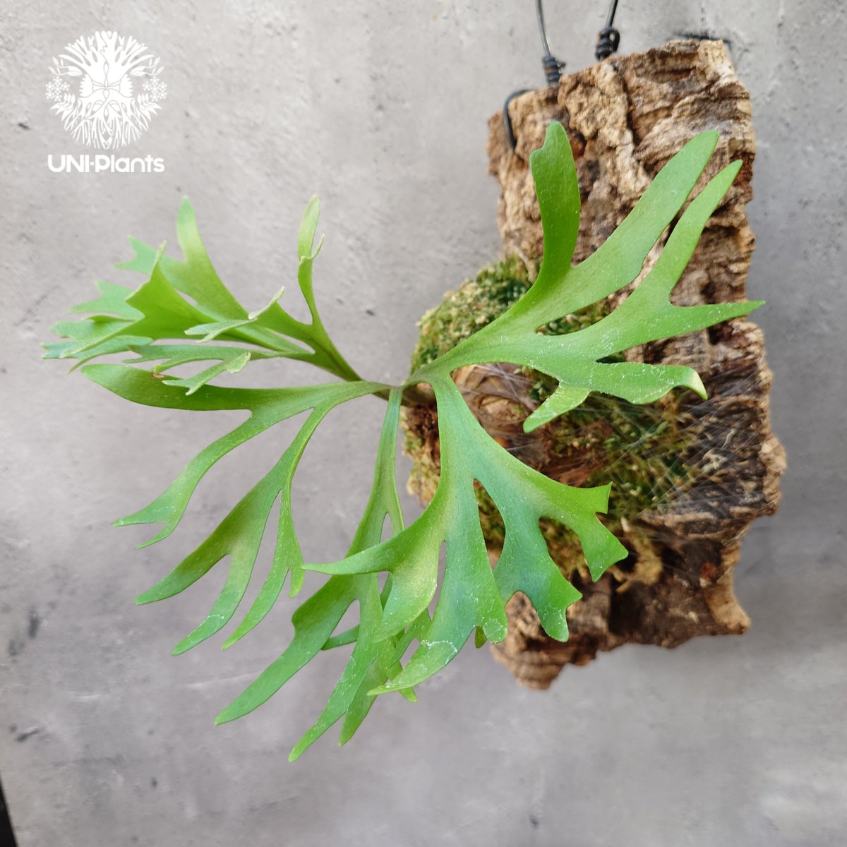 ビカクシダ P.Kitshakood small leaf fit=scale-down,w=1200
