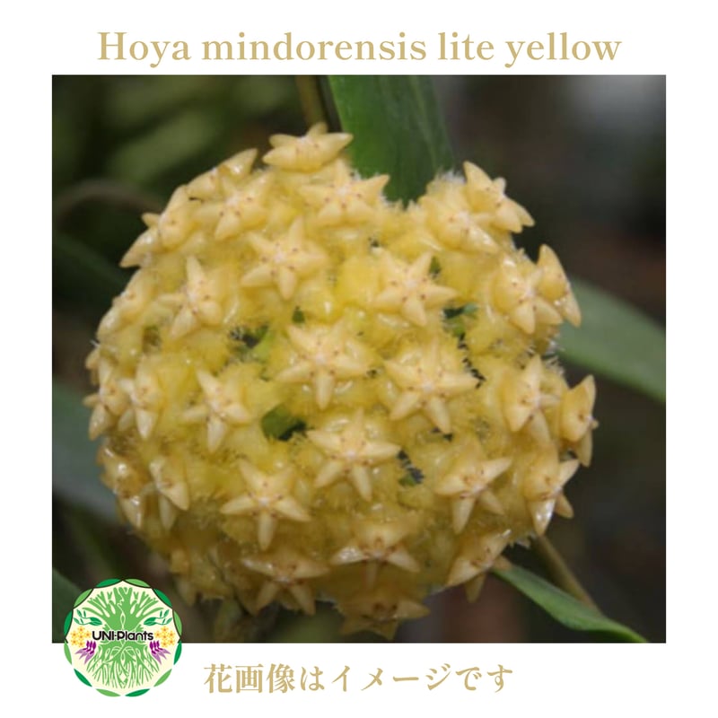 Hoya mindorensis lite yellow ホヤ ミンドレンシス ライトイエロー