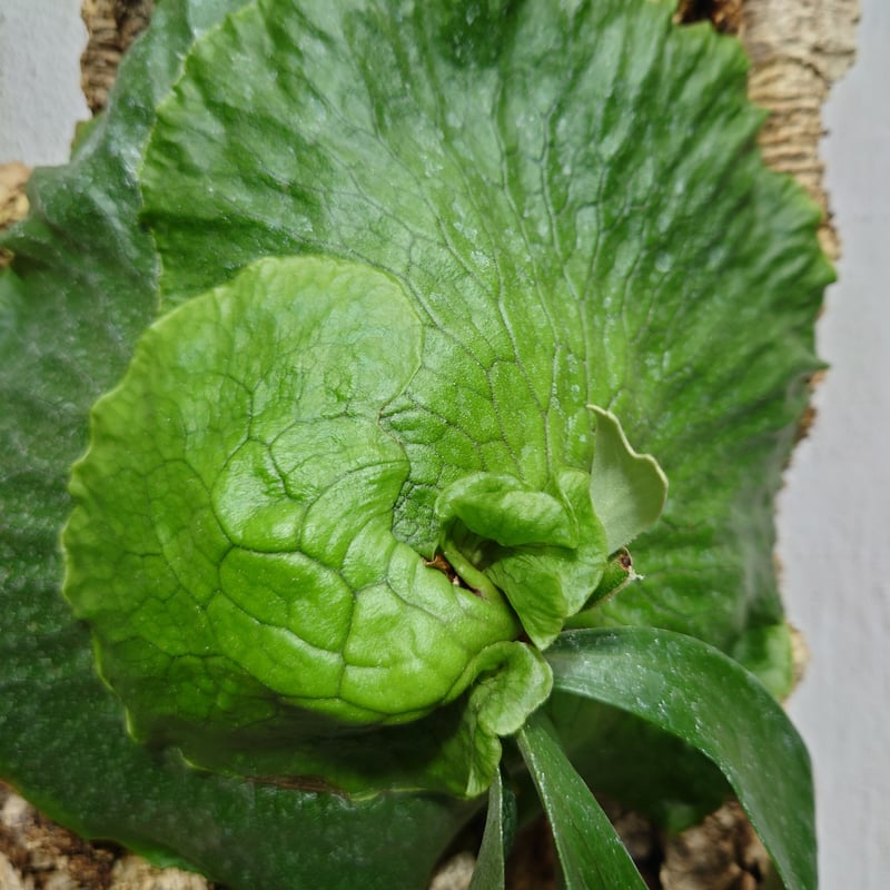 ビカクシダ ホーンズ サプライズ P.'Horne's Surprise' コウモリ